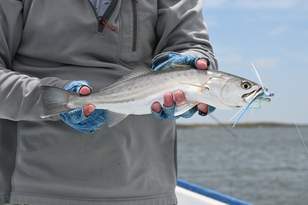 Cynoscion parvipinnis (Shortfin Corvina), California species