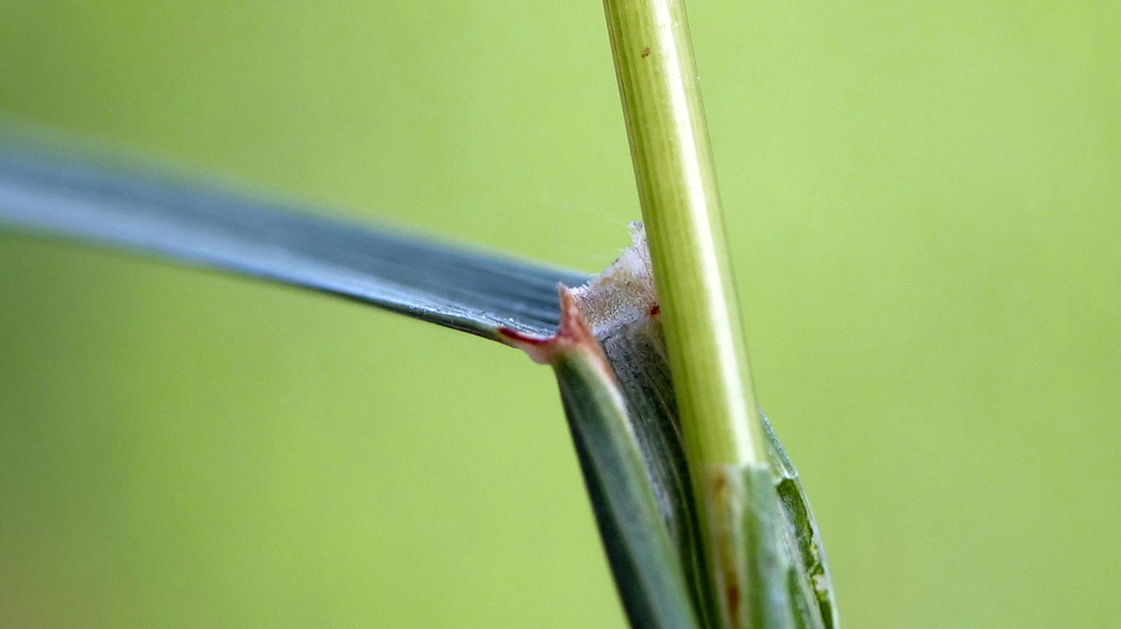 Cynosurus cristatus (Crested dogtail grass), non-native California grass