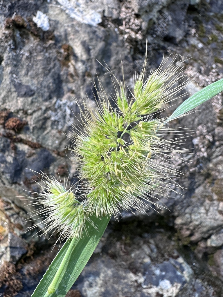 Cynosurus echinatus (Bristly dogtail grass), non-native California grass