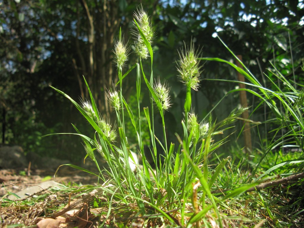 Cynosurus sp. (Dogtail grass), non-native California perennial