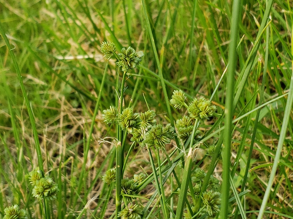 Cyperus acuminatus (Short pointed cyperus), native California grass