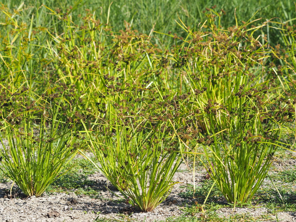 Cyperus difformis (Variable flatsedge), non-native California grass