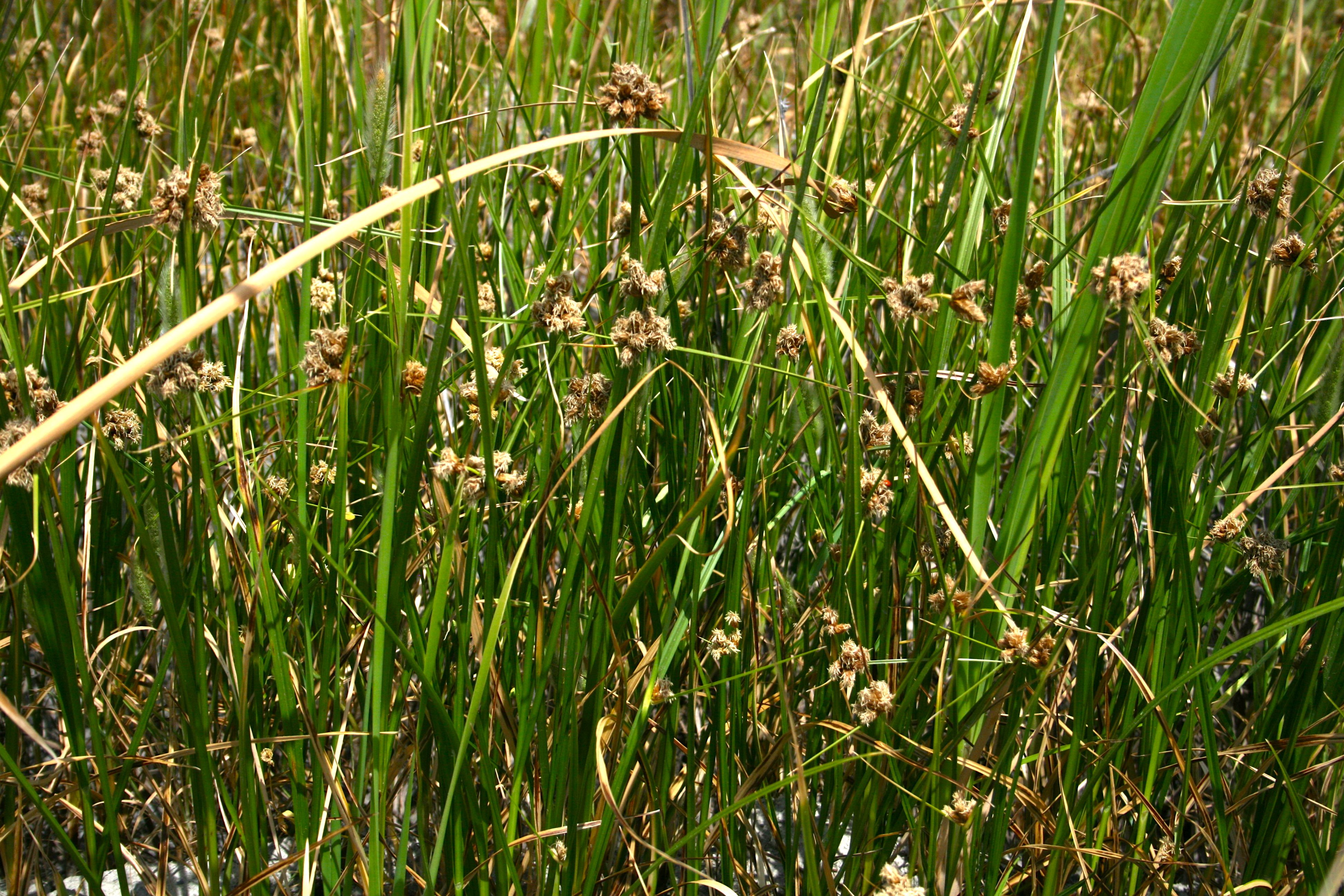Cyperus eragrostis (Tall cyperus), native California grass