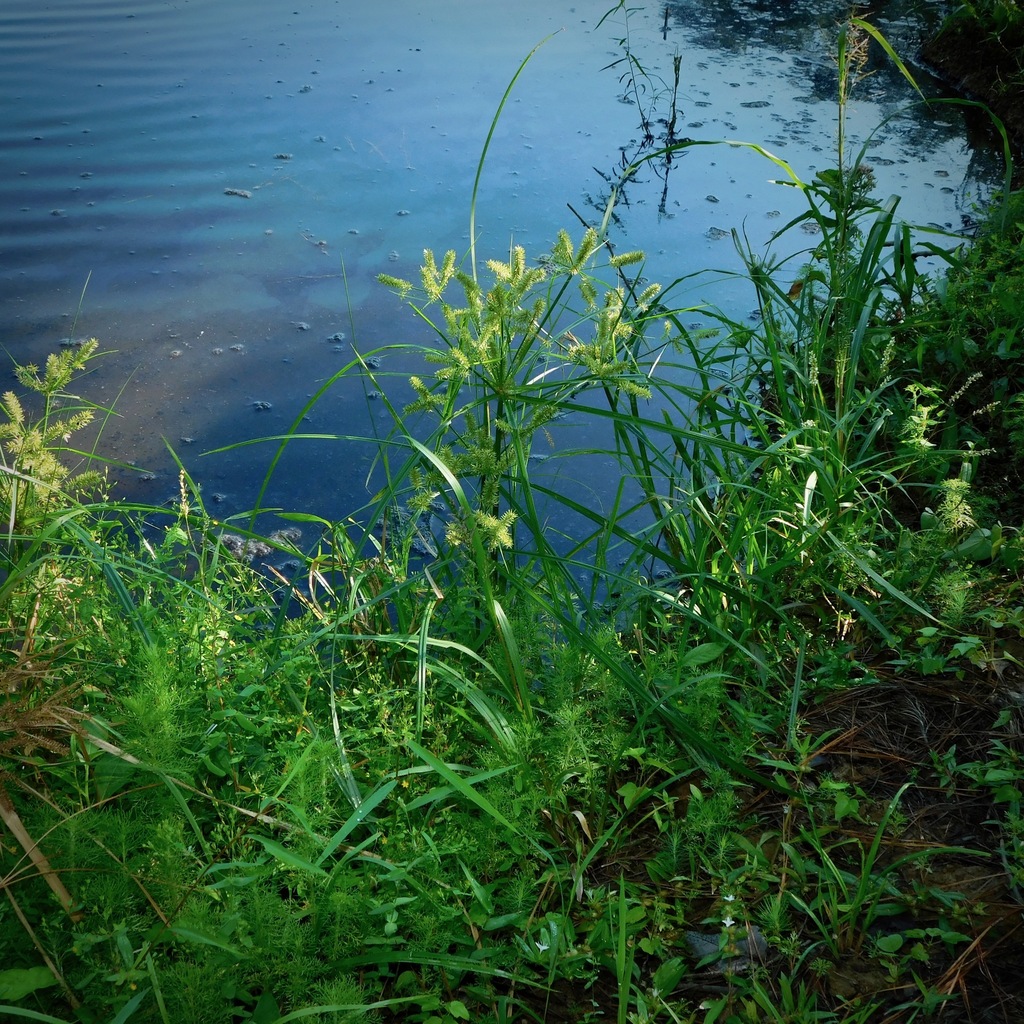 Cyperus erythrorhizos (Red rooted cyperus), native California grass