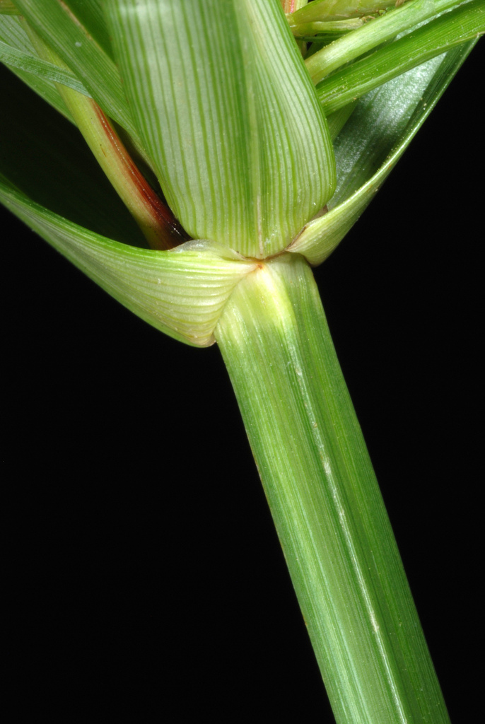 Cyperus esculentus — parent species of Cyperus esculentus var. macrostachyus