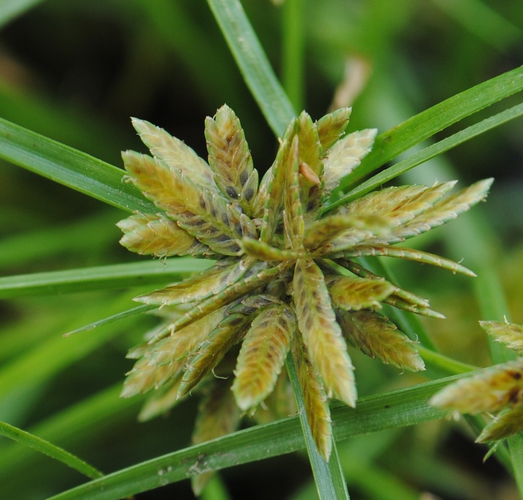 Cyperus flavescens (Yellow flatsedge), non-native California grass