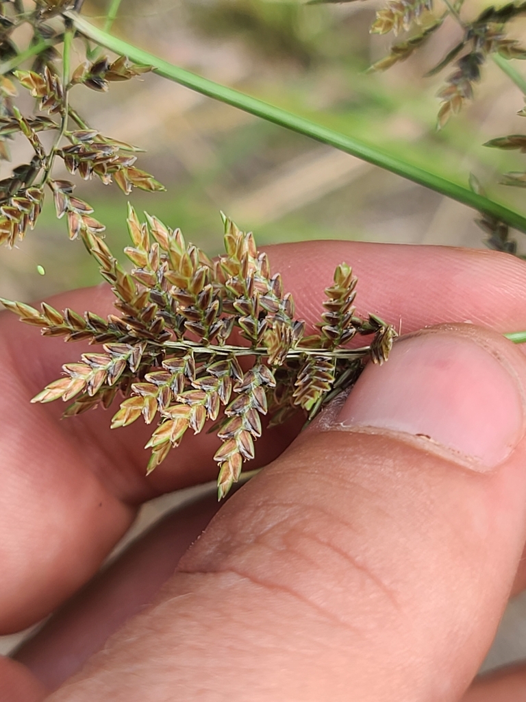 Cyperus flavicomus (Whiteedge flatsedge), non-native California grass