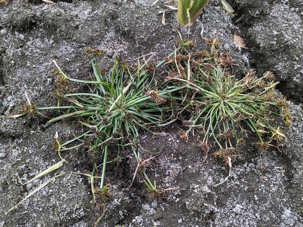 Cyperus fuscus (Brown flatsedge), non-native California grass