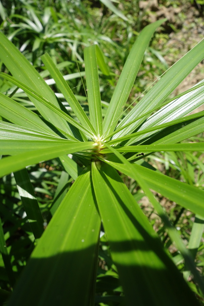 Cyperus involucratus (Umbrella plant), non-native California grass