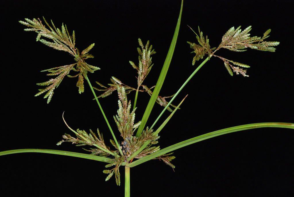Cyperus iria (Ricefield flatsedge), non-native California grass