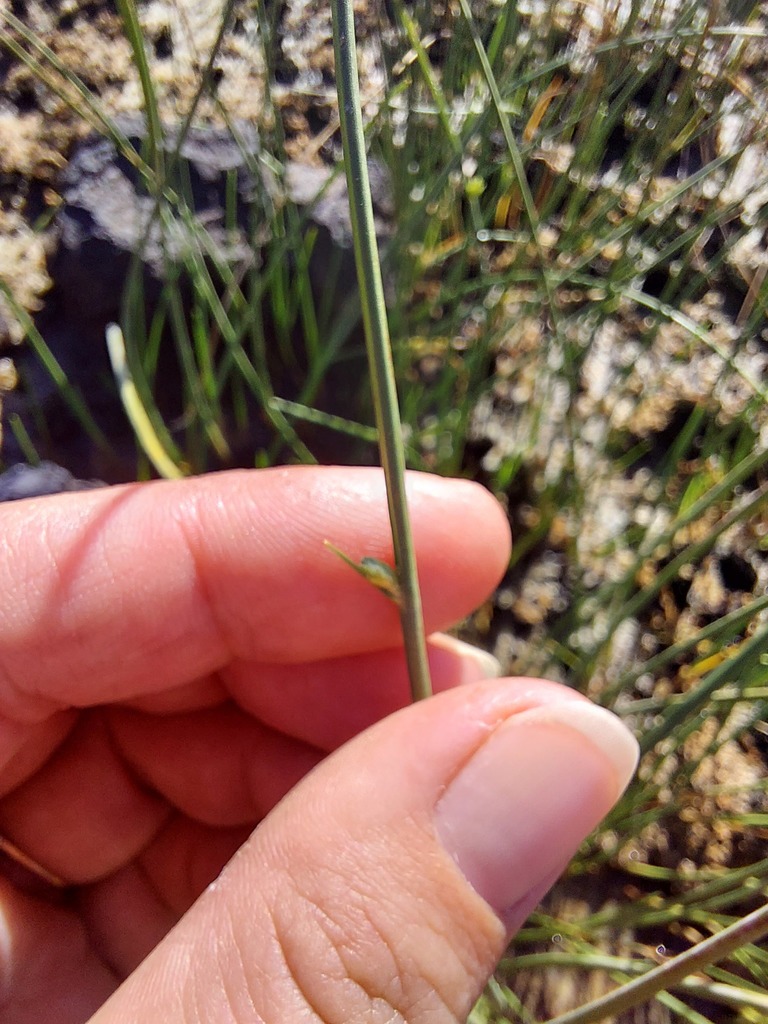 Cyperus laevigatus (Smooth cyperus), native California grass