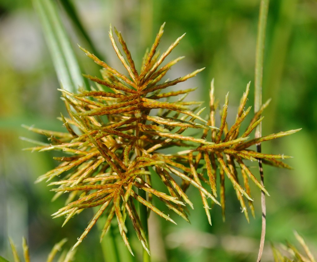 Cyperus odoratus (Fragrant flatsedge), native California grass