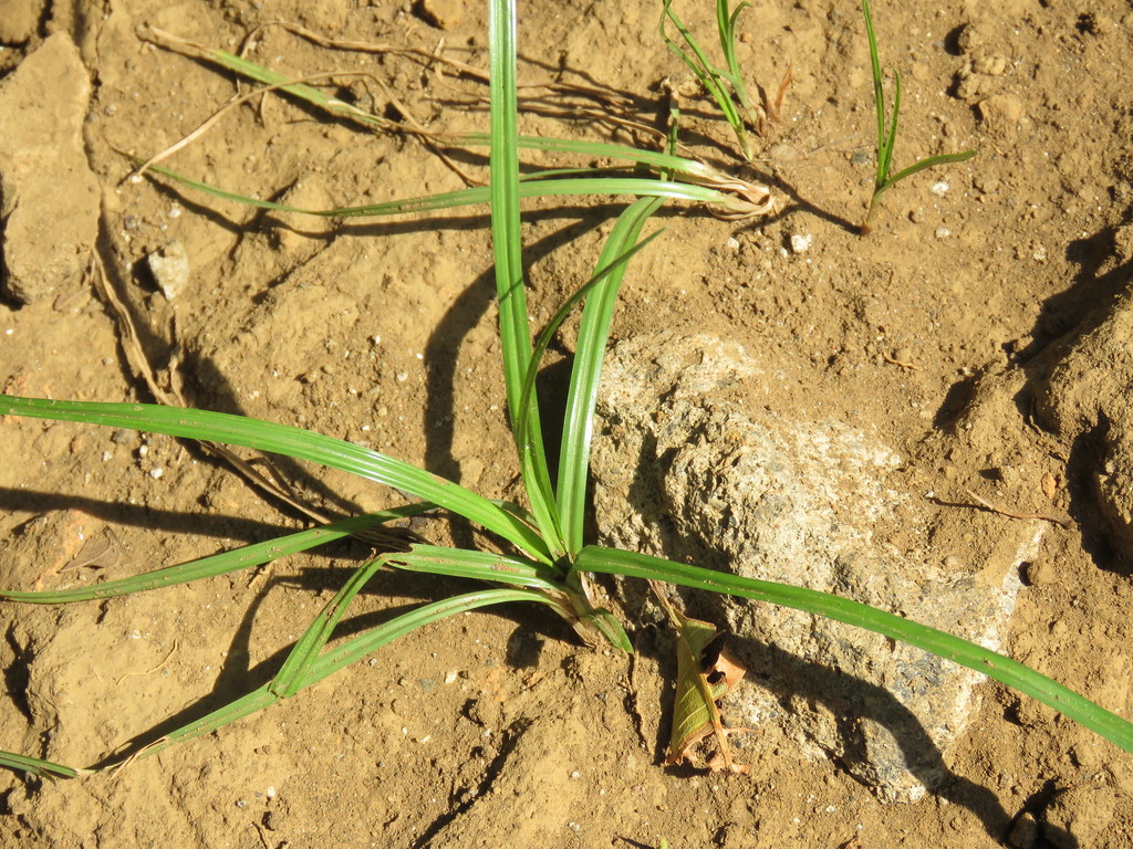 Cyperus rotundus (Purple nutsedge), non-native California grass