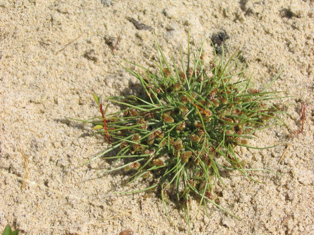 Cyperus sp. (Flatsedge), non-native California perennial