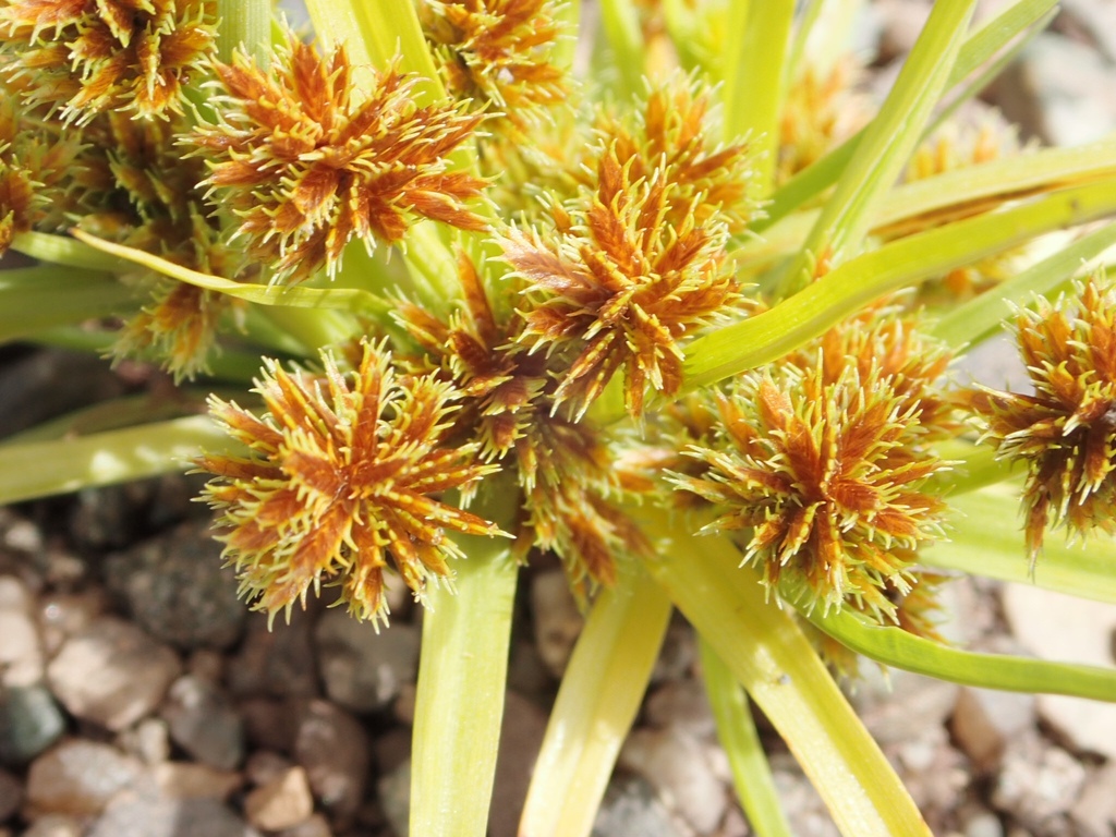Cyperus squarrosus (Awned cyperus), native California grass