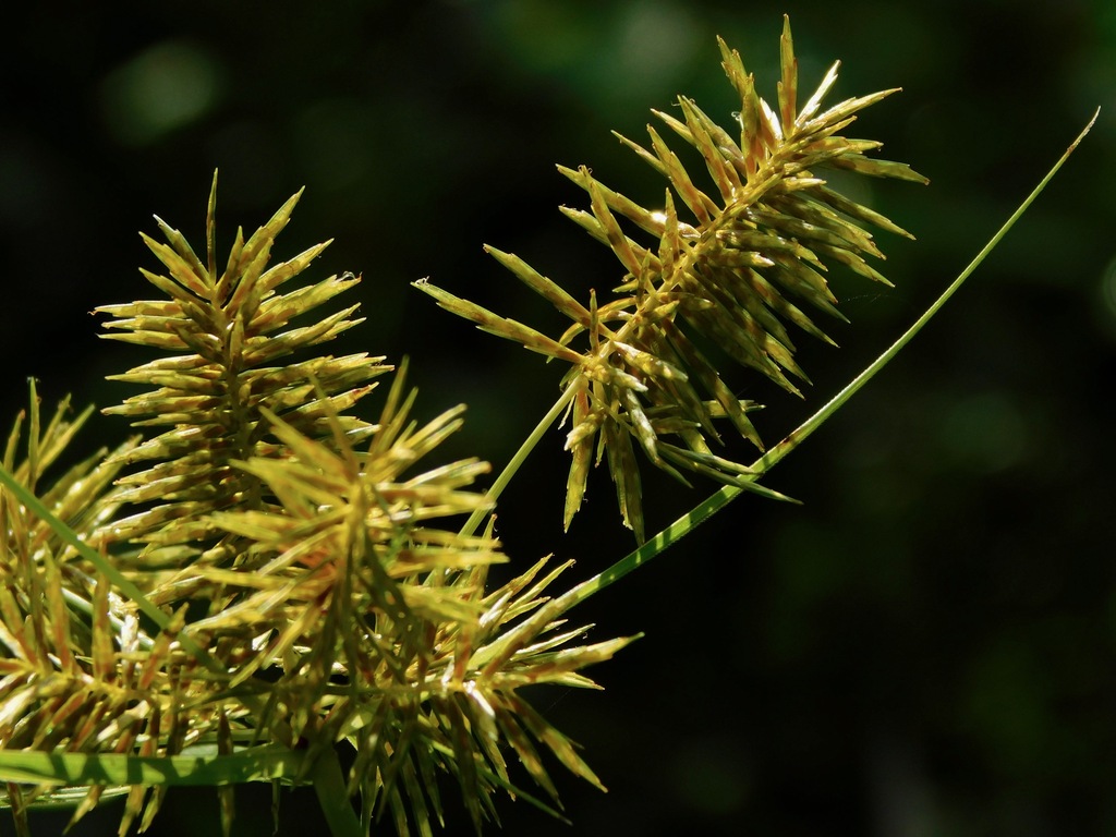 Cyperus strigosus (False nutsedge), native California grass