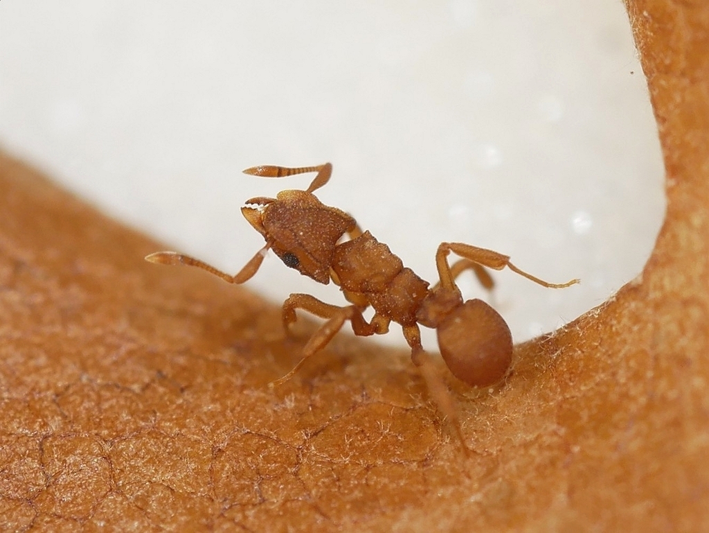 Cyphomyrmex wheeleri (Wheeler’s Fungus-farming Ant), California species