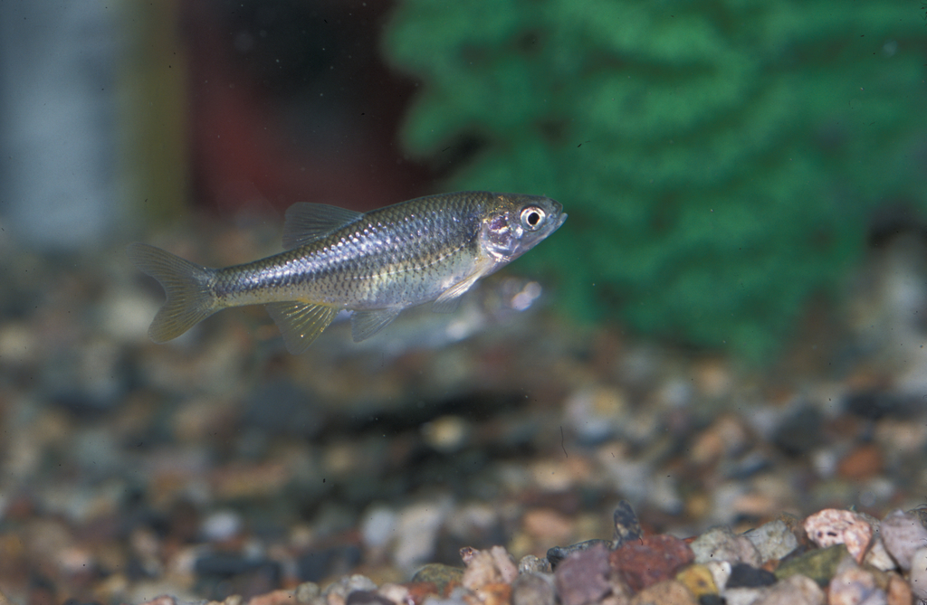 Cyprinella formosa (Beautiful shiner), California species