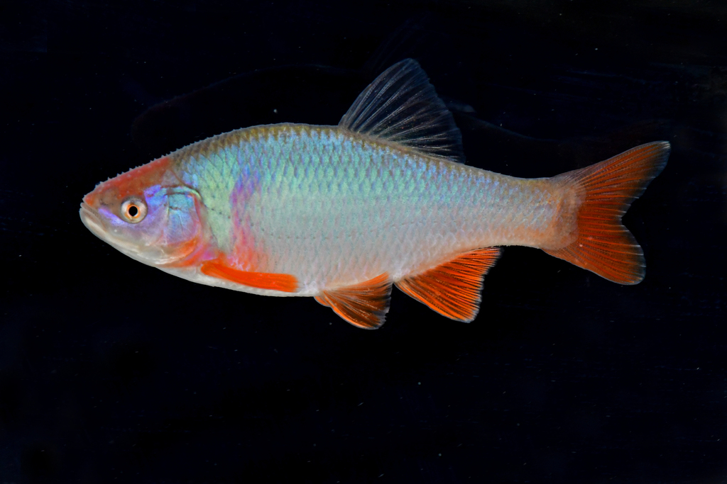 Cyprinella lutrensis (Red shiner), California species