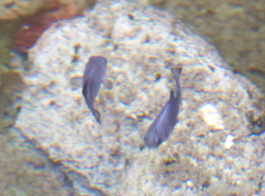 Cyprinodon salinus milleri (Cottonball Marsh pupfish), California species