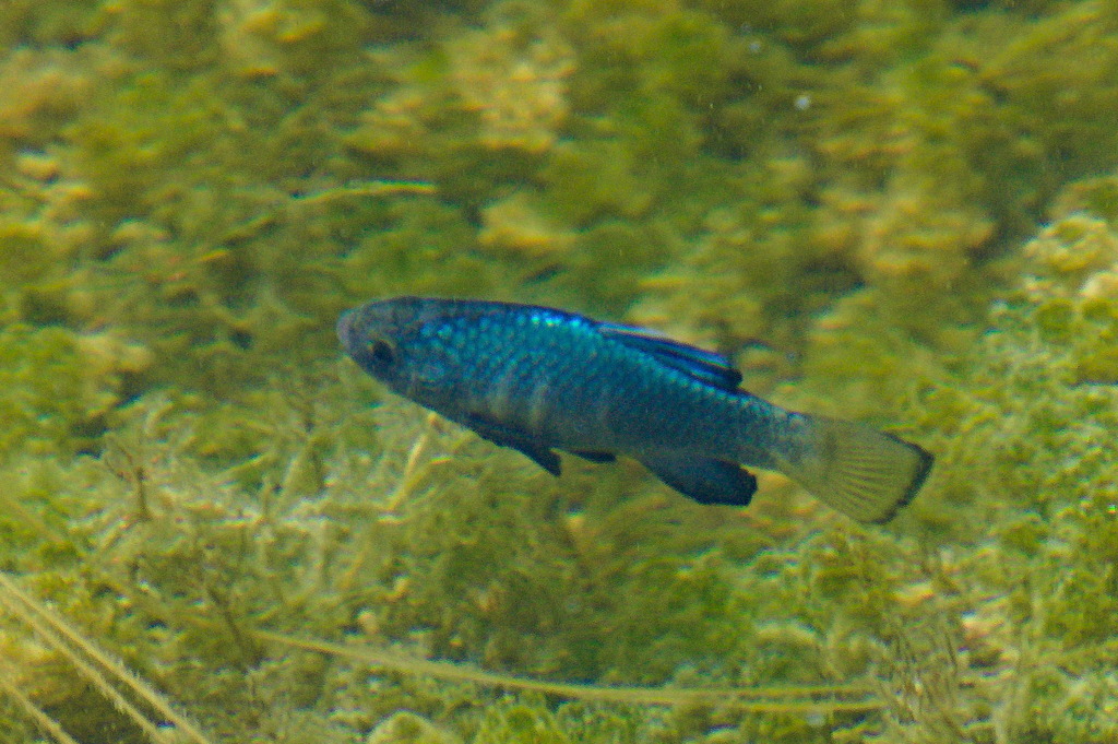 Cyprinodon macularius (Desert pupfish), California species