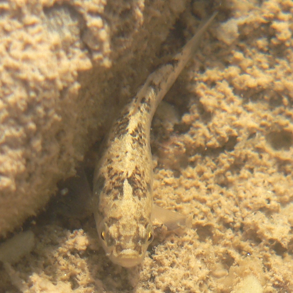 Cyprinodon nevadensis amargosae (Amargosa Pupfish), California species