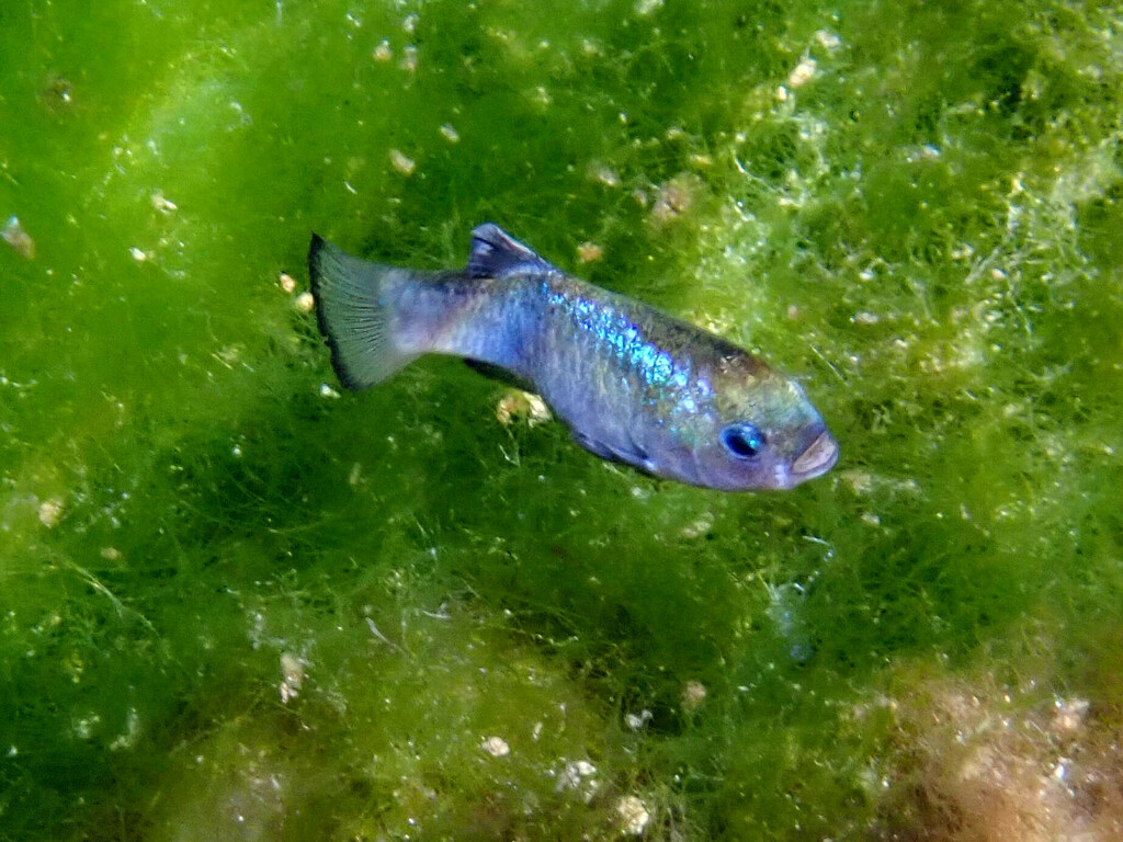 Cyprinodon nevadensis mionectes (Ash Meadows Amargosa pupfish), California species