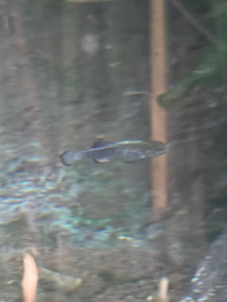 Cyprinodon nevadensis shoshone (Shoshone pupfish), California species