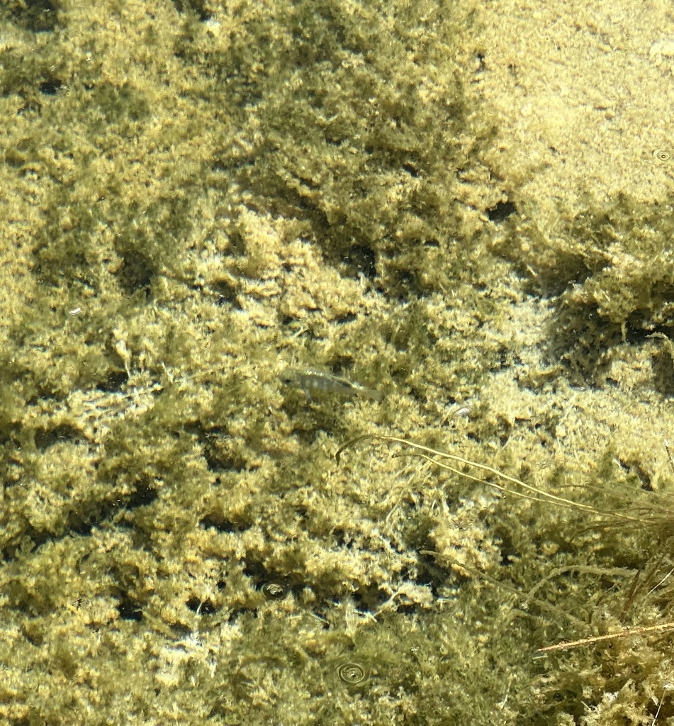 Cyprinodon radiosus (Owens pupfish), California species
