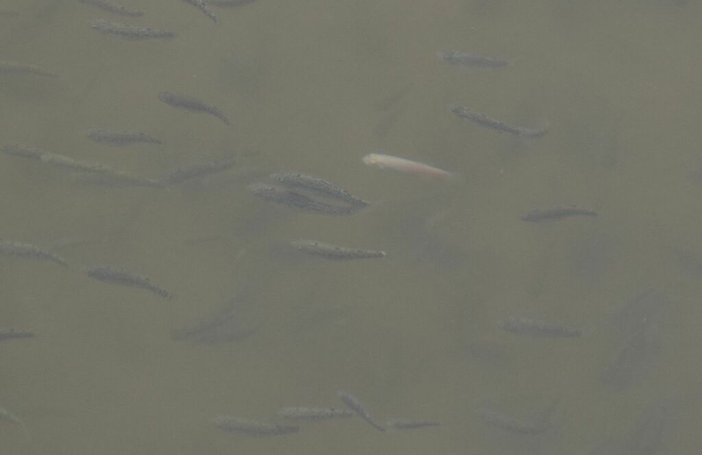Cyprinodon salinus salinus (Salt Creek pupfish), California species
