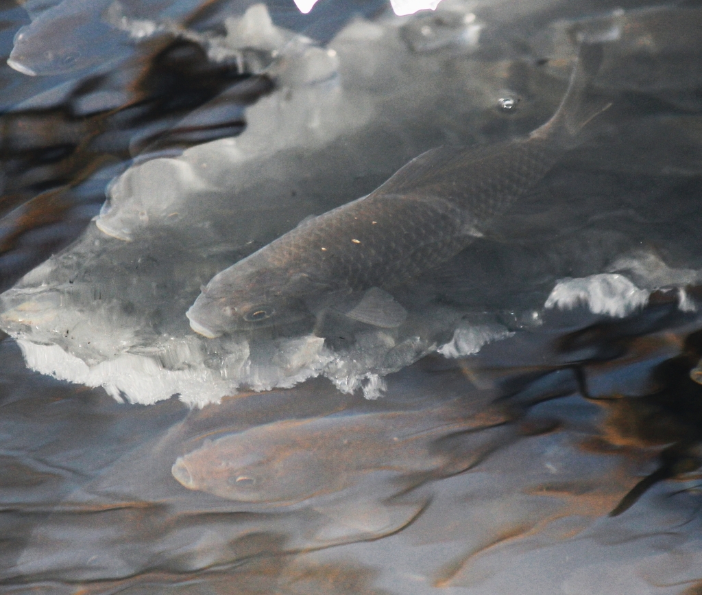 Cyprinus carpio (Common Carp), California species