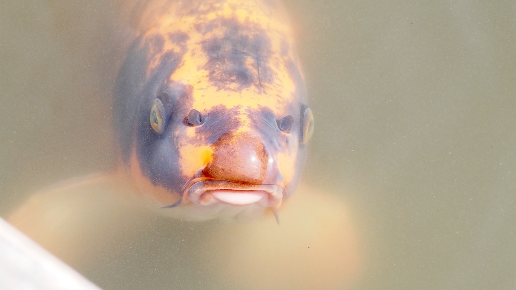Cyprinus rubrofuscus (Amur Carp), California species