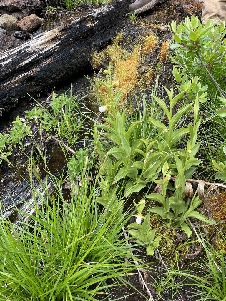 Cypripedium californicum (California lady's-slipper), native California herb