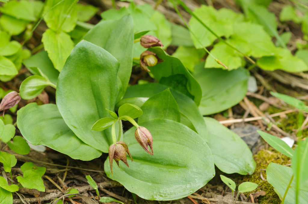 Cypripedium fasciculatum (Clustered lady's-slipper), native California herb