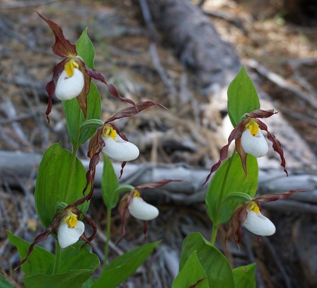 Cypripedium montanum (Mountain lady's-slipper), native California herb