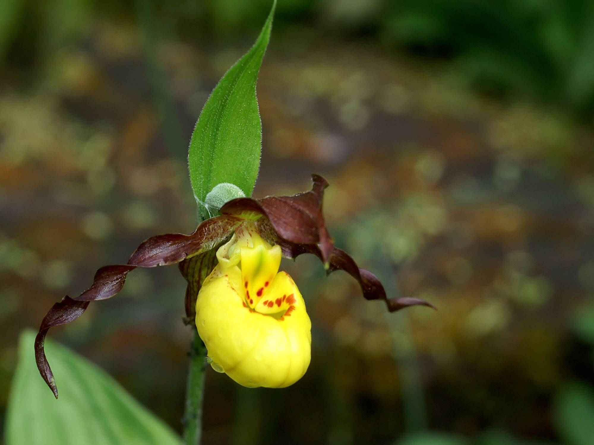 Cypripedium parviflorum var. makasin (Northern small yellow lady's-slipper), native California herb