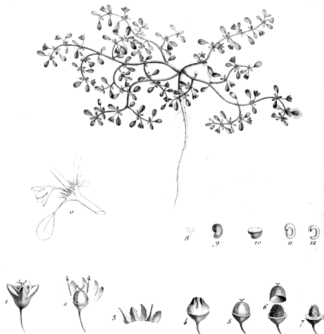 Cypselea humifusa (Panal), non-native California herb