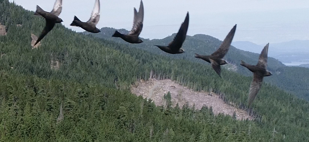 Cypseloides niger (Black Swift), California species