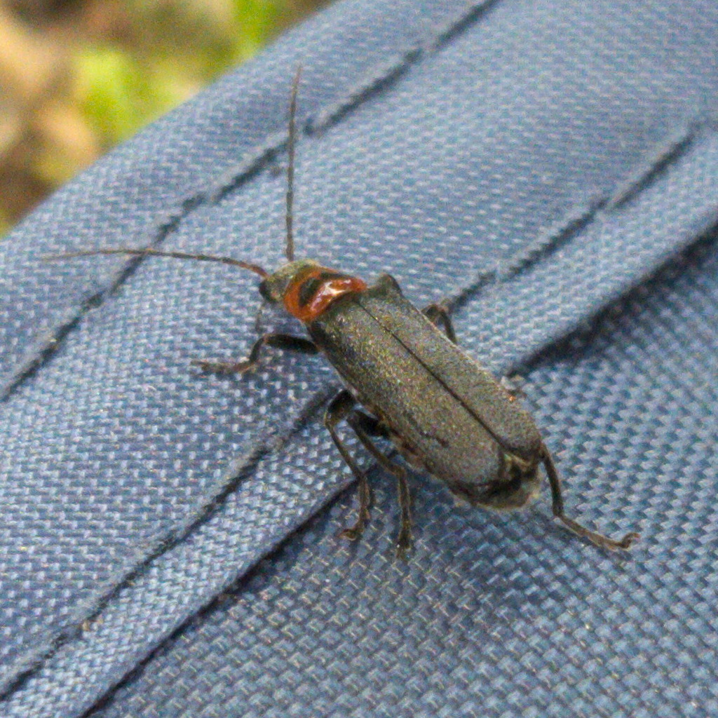 Cyrtomoptera divisa, California species