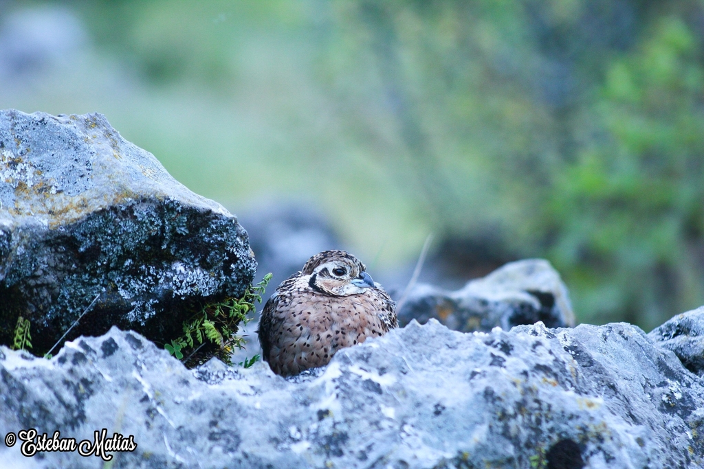Cyrtonyx montezumae merriami (Merriam's Montezuma quail), California species