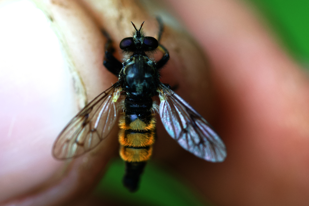 Cyrtopogon callipedilus, California species