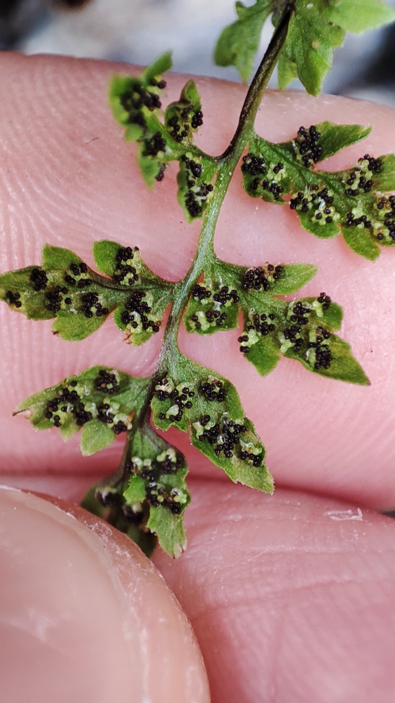 Cystopteris fragilis (Bladder fern), native California herb