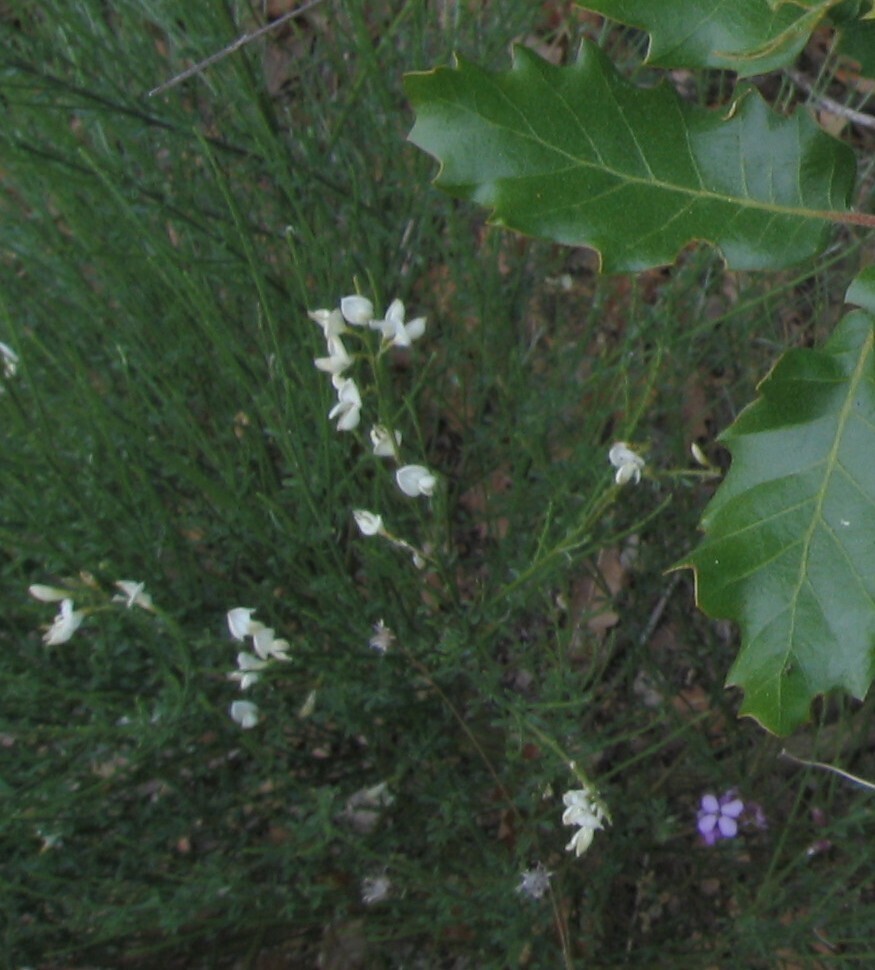 Cytisus multiflorus (Spanish or portuguese broom), non-native California shrub