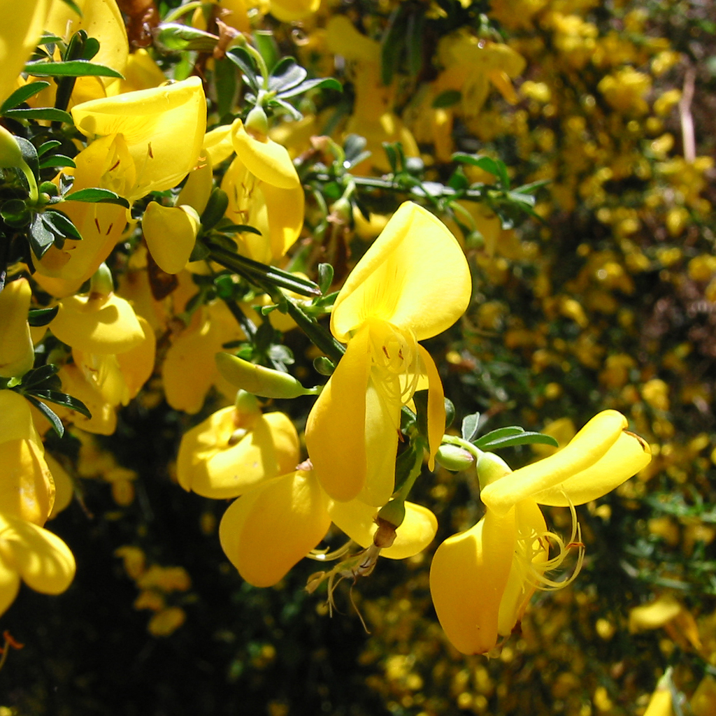 Cytisus proliferus (Tree lucerne), non-native California shrub