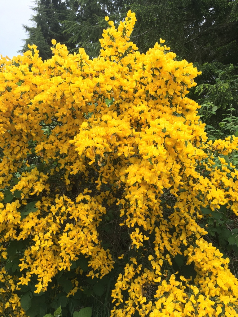 Cytisus scoparius (Scotch broom), non-native California shrub