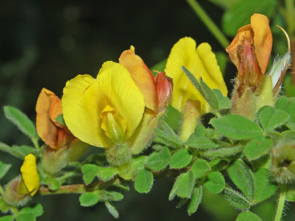 Cytisus sp., non-native California shrub