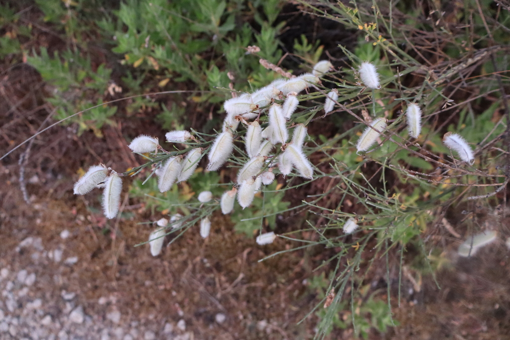 Cytisus striatus (Portuguese broom), non-native California shrub