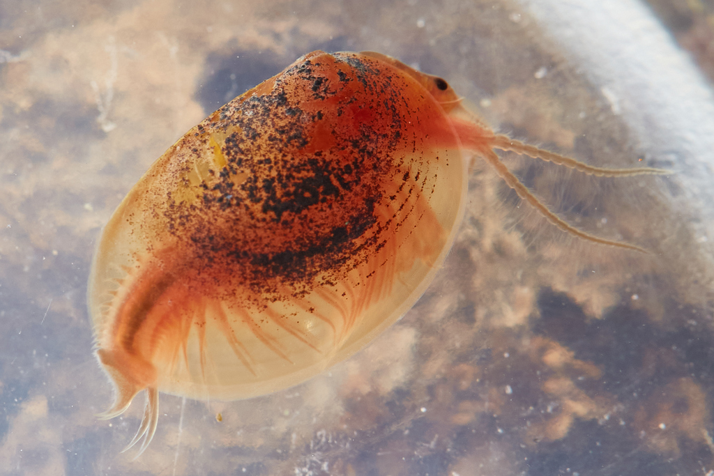 Cyzicus californicus (California Clam Shrimp), California species