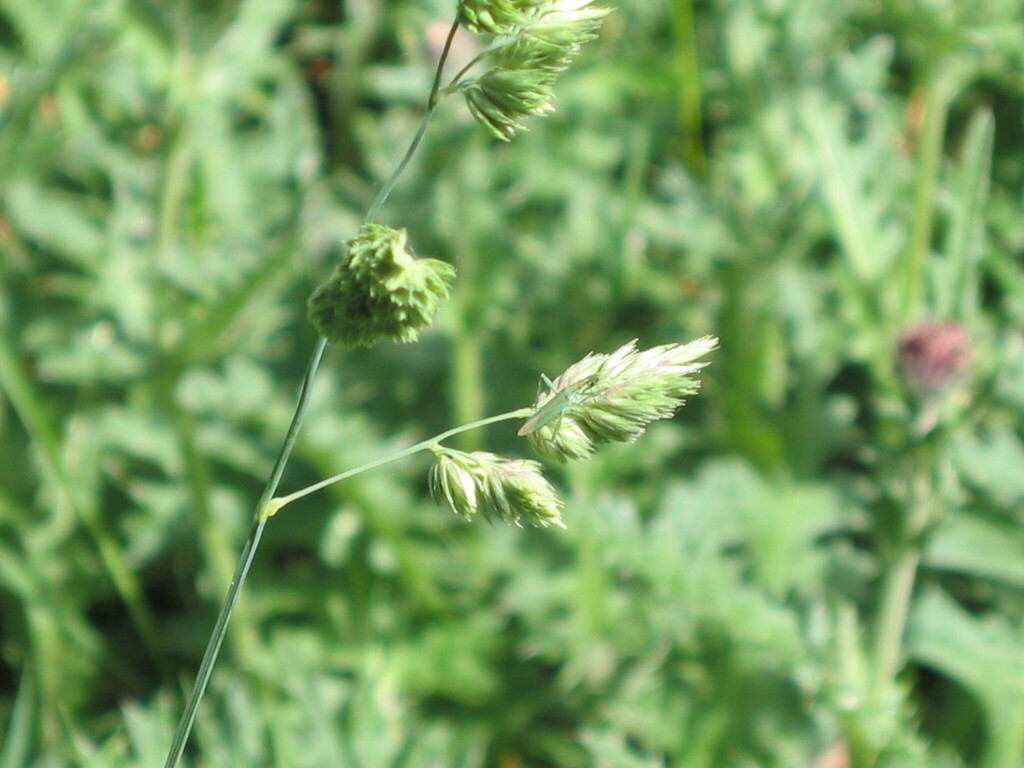 Dactylis glomerata (Orchard grass), non-native California grass