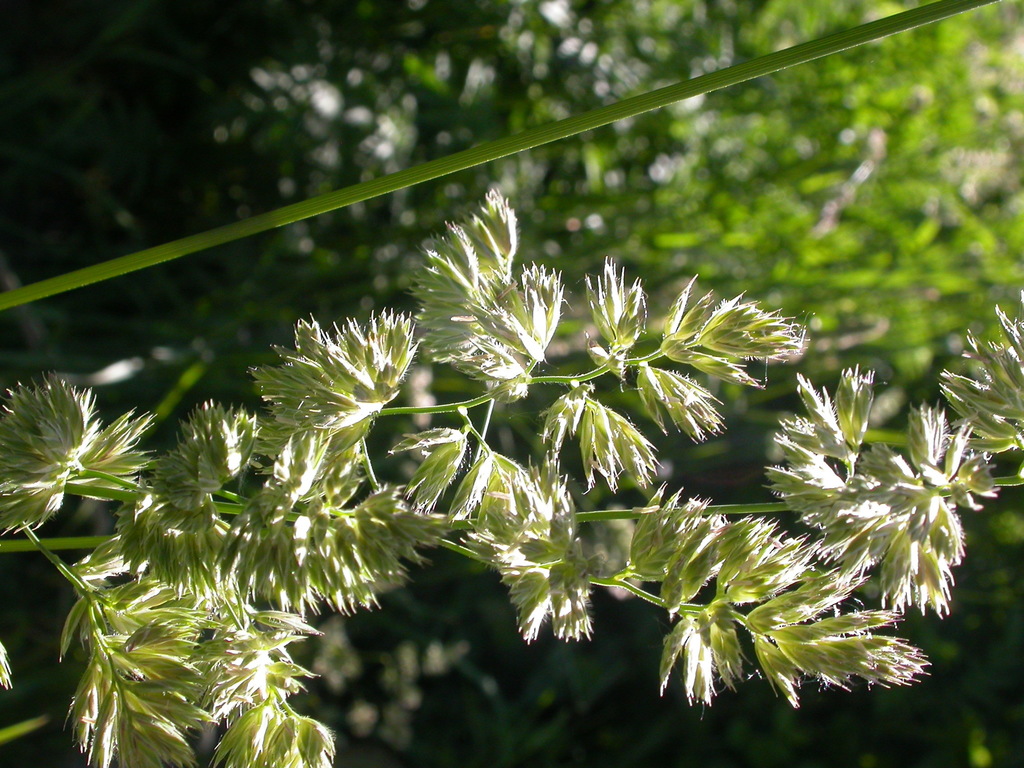 Dactylis sp. (Orchard grass), non-native California perennial